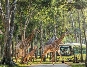 Vinpearl Safari Phú Quốc