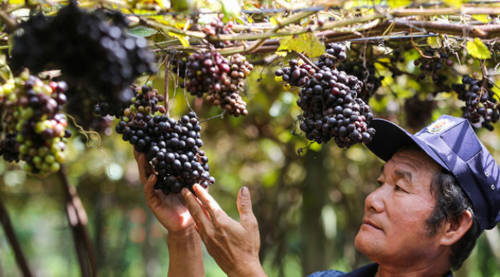 Vườn nho Tây Ninh